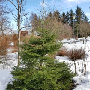 Abies koreana - Kóreuþinur