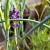 Lavendula angustifolia - Lavender