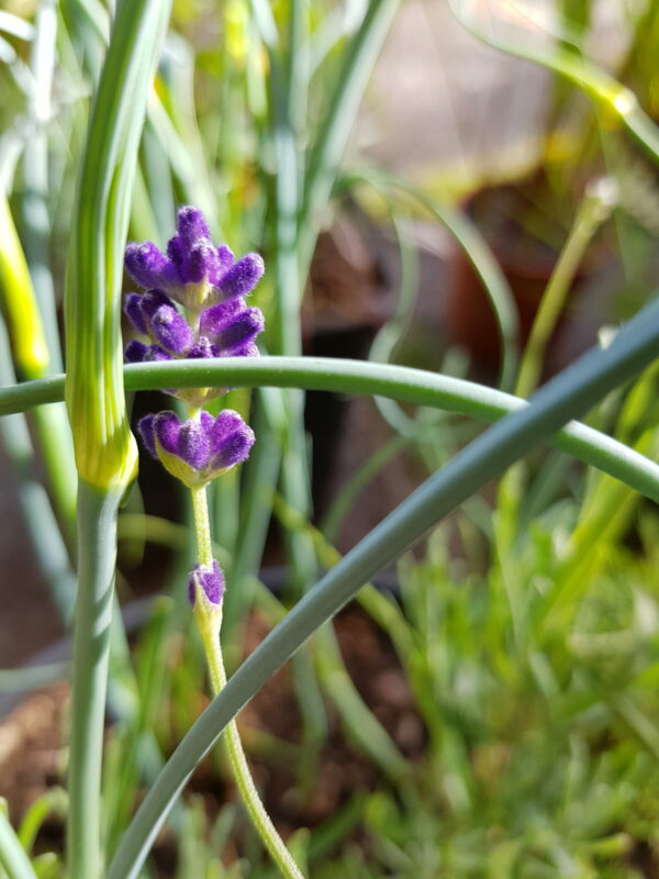 Lavendula angustifolia - Lavender