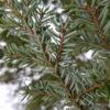 Tsuga heterophylla - Marþöll