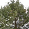 Tsuga heterophylla - Marþöll