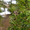 Tsuga heterophylla - Marþöll