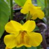 Mimulus guttatus - Apablóm