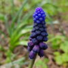 Muscari latifolium - Svartperlulilja
