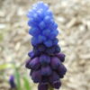 Muscari latifolium - Svartperlulilja