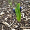 Muscari latifolium - Svartperlulilja