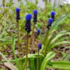 Muscari latifolium - Svartperlulilja