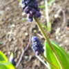 Muscari latifolium - Svartperlulilja