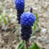 Muscari latifolium - Svartperlulilja