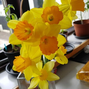 Narcissus pseudonarcissum - Páskalilja
