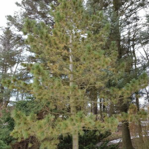 Pinus peuce - Balkanfura