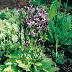 Swertia perennis - Slettuvendill