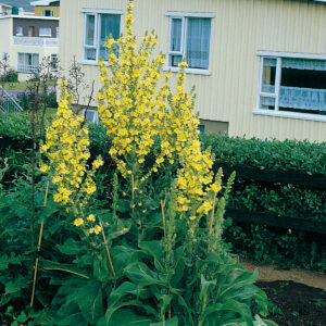 Verbascum olympicum - Ólympíukyndill