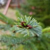 Picea sitchensis - Sitkagreni
