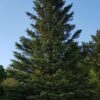 Picea sitchensis - Sitkagreni