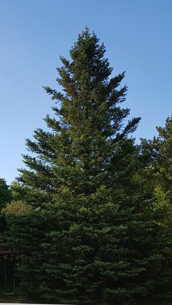 Picea sitchensis - Sitkagreni