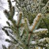 Picea sitchensis - Sitkagreni