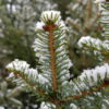 Picea sitchensis - Sitkagreni