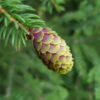 Picea sitchensis - Sitkagreni