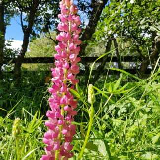 Lupinus x regalis - Skrautlúpína, bleik
