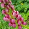 Lupinus x regalis - Skrautlúpína, bleik