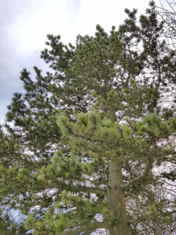 Pinus contorta var. latifolia - Stafafura
