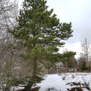 Pinus contorta var. latifolia - Stafafura