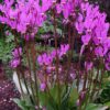 Dodecatheon poeticum - Brekkugoðalykill - Image 2