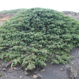 Juniperus communis ssp nana - Einir