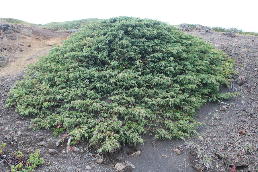Juniperus communis ssp nana - Einir