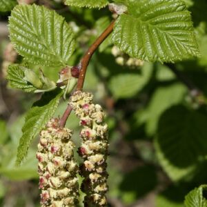 Alnus virirdis ssp. Sinuata - Sitkaelri