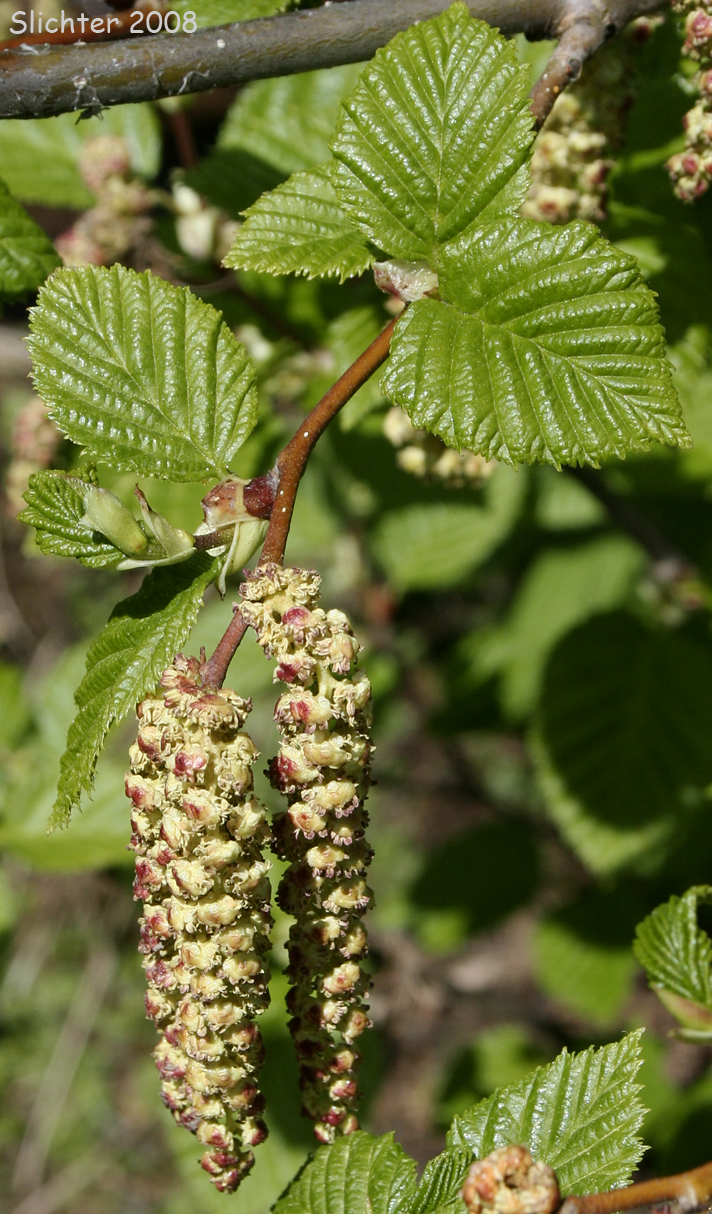 Alnus virirdis ssp. Sinuata - Sitkaelri