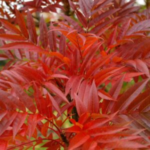 Sorbus commixta ´Belmonte´ - Fjallareynir 'Belmonte'