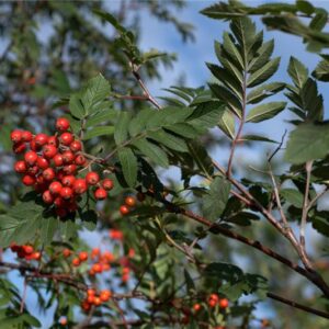 Sorbus meinichii - Strandreynir