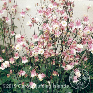 Aquilegia vulgaris 'Plena Alba' - Skógarvatnsberi 'Plena Alba'