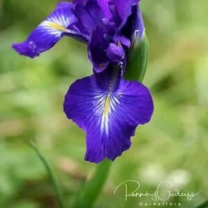 Iris xiphioides ´King of the blues´ Iris latifolia op-Bretaíris ´King of the Blues´