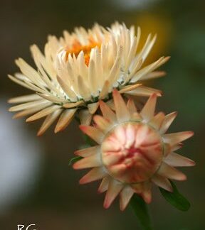 Helichrysum bracteatum - Eilífðarfífill