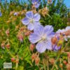 Geranium pratense mix - Garðablágresi blandað