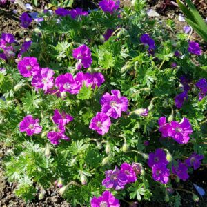 Geranium sanguineum 'Elsbeth' - Blóðgresi 'Elsbeth'