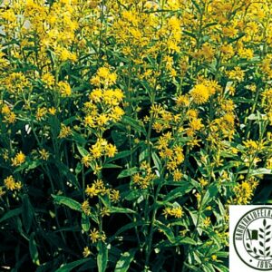 Solidago virgaurea - Gullhrís