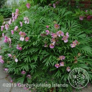 Paeonia anomala ssp. anomala - Hjarnbóndarós ssp anomala