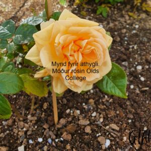 Rosa 'Olds College' op - Beðrós, margir litir