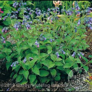 Mertensia pterocarpa - Vængjablálilja