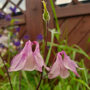 Aquilegia pink - Vatnsberi bleikur