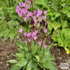 Dodecatheon poeticum - Brekkugoðalykill