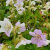 Geranium pratense mix - Garðablágresi blandað - Image 2