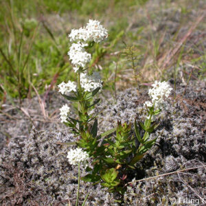 Galium boreale - Krossmaðra