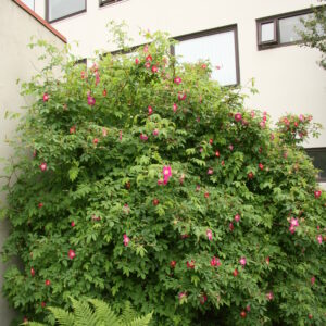 Rosa pendulina - Fjallarós