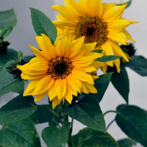 Helianthus annuus - Sólblóm