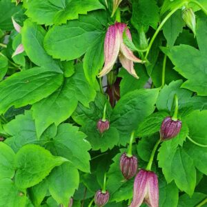 Clematis koreana - Kóreubergsóley